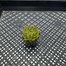 Load image into Gallery viewer, Echeveria ‘Aztec Green’