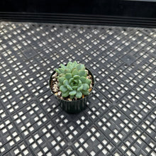 Load image into Gallery viewer, Echeveria &#39;Chrissy &#39;n&#39; Ryan&#39;