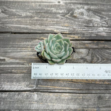 Load image into Gallery viewer, Echeveria ‘Alfred’ aka ‘Moon Fairy’