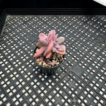 Load image into Gallery viewer, Graptoveria Variegated ‘Mrs Richards’