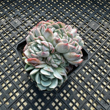 Load image into Gallery viewer, Echeveria ‘Primera’