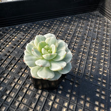 Load image into Gallery viewer, Sedeveria ‘Pudgy’ Variegated
