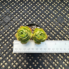 Load image into Gallery viewer, Sedeveria ‘Green Rose’