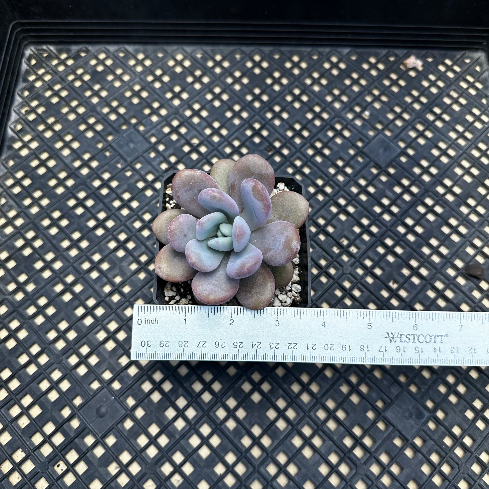 air magic succulents Graptoveria 'Laon' Air Magic hybrid (Echeveria Laui x Graptopetalum am – Chubby Leaf Succulents