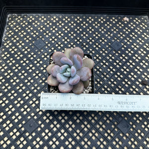 Graptoveria ‘Laon’ Air Magic hybrid (Echeveria Laui x Graptopetalum  amethystinum)