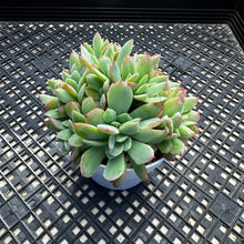 Load image into Gallery viewer, Echeveria ‘Luella’ Crested