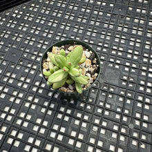 Load image into Gallery viewer, Crassula nudicaulis var. herrei Variegated