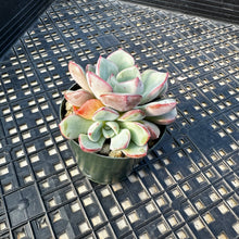 Load image into Gallery viewer, Echeveria ‘Misellosa’