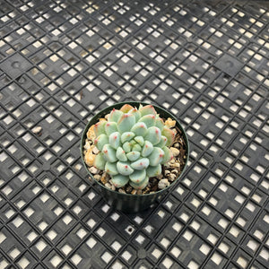 Echeveria ‘White Line’