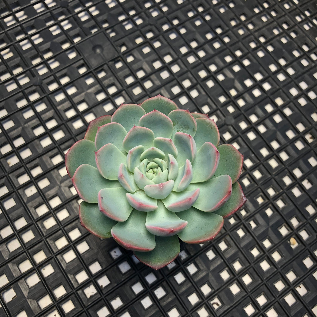 Echeveria ‘Polonaise’