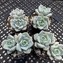 Load image into Gallery viewer, Graptoveria titubans