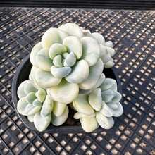 Load image into Gallery viewer, Sedum clavatum variegated