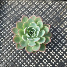 Load image into Gallery viewer, Echeveria ‘Johnny’