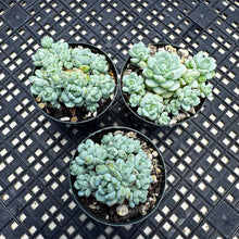 Load image into Gallery viewer, Sedum perezdelarosae