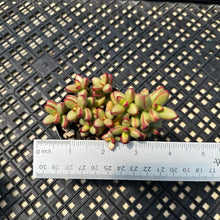 Load image into Gallery viewer, Crassula nudicaulis var. herrei