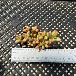 Crassula nudicaulis var. herrei
