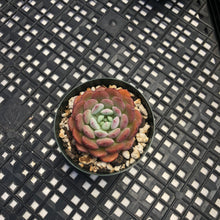Load image into Gallery viewer, Echeveria ‘Apple Pie’
