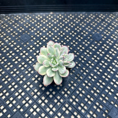 Echeveria ‘Minibelle’ Variegated