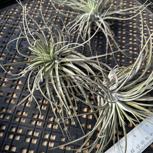 Tillandsia Oaxacana