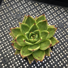 Load image into Gallery viewer, Echeveria agavoides ‘Helios’