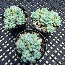 Load image into Gallery viewer, Sedum perezdelarosae