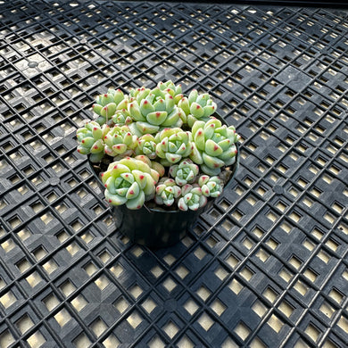 Sedum perezdelarosae