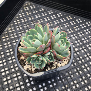 Echeveria Nanahukumini
