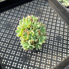 Load image into Gallery viewer, Echeveria ‘Luella’