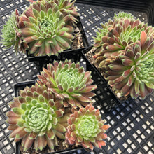 Load image into Gallery viewer, Sempervivum ‘Allison’