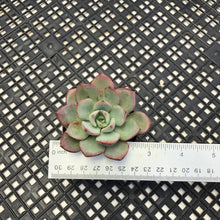 Load image into Gallery viewer, Echeveria ‘Misellosa’