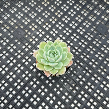 Load image into Gallery viewer, Echeveria Jeong-wol