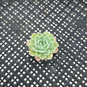 Echeveria Jeong-wol