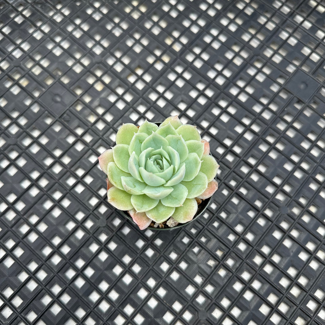 Echeveria Jeong-wol