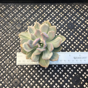 Pachyveria Pachyphytodies Variegated