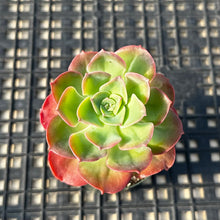 Load image into Gallery viewer, Echeveria 'Bicolor'