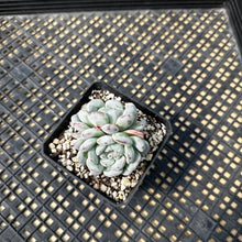 Load image into Gallery viewer, Echeveria ‘Viyant’