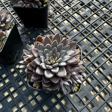 Graptopetalum rusbyi aka (San Francisco River Leather Petal)