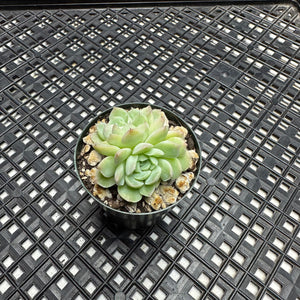 Echeveria hybrid sp.