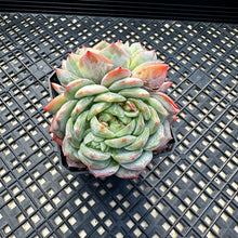 Load image into Gallery viewer, Echeveria ‘Marisa’