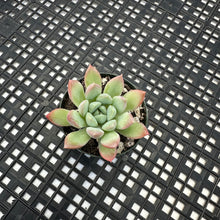 Load image into Gallery viewer, Echeveria ‘King Midas’