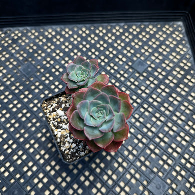 Echeveria 'Bicolor'