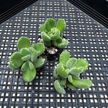Load image into Gallery viewer, Cotyledon tomentosa  &#39;Bear&#39;s Paw&#39;