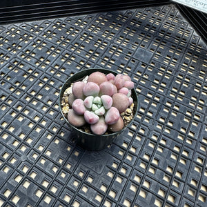 Pachyveria ‘Polari Heart’