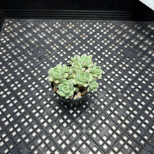 Load image into Gallery viewer, Echeveria &#39;Gungekkan’