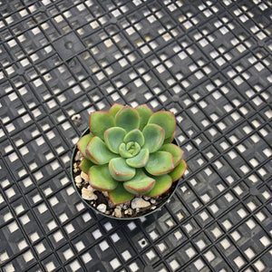 Graptoveria ‘Worthy One’