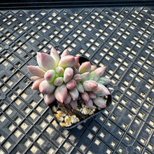 Load image into Gallery viewer, Crested Pachyphytum ‘Red Dragonfly’ aka Red Angel Fingers