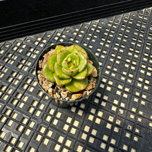 Load image into Gallery viewer, Sedeveria ‘Rolly’