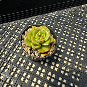 Sedeveria ‘Rolly’