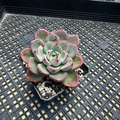 Echeveria ‘Misellosa’