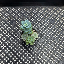 Load image into Gallery viewer, Mixed tender succulents